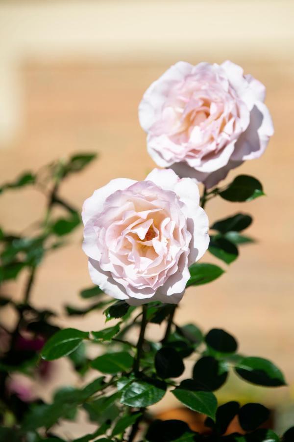 Jane'Laur - Honfleur Bed & Breakfast Bagian luar foto